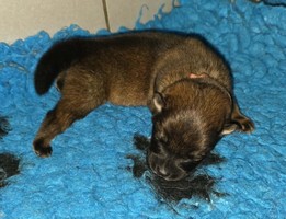 chiot eurasier
